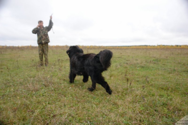 Фото: ньюфаундленд Танцор Диско