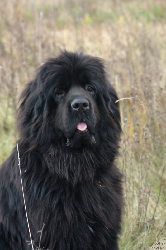 Фото: ньюфаундленд Танцор Диско