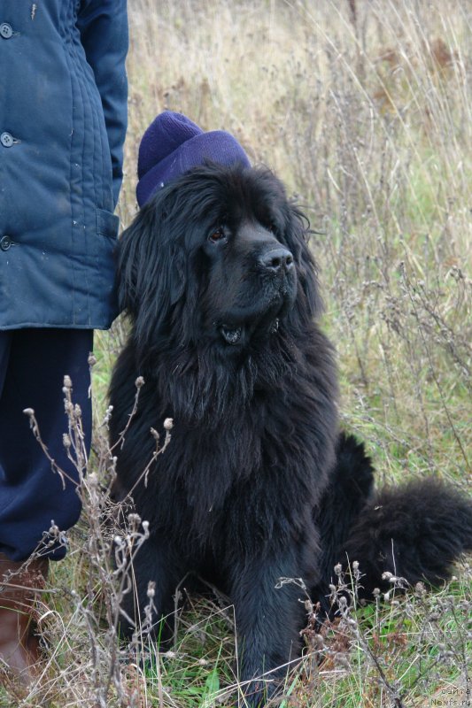 Фото: ньюфаундленд Танцор Диско