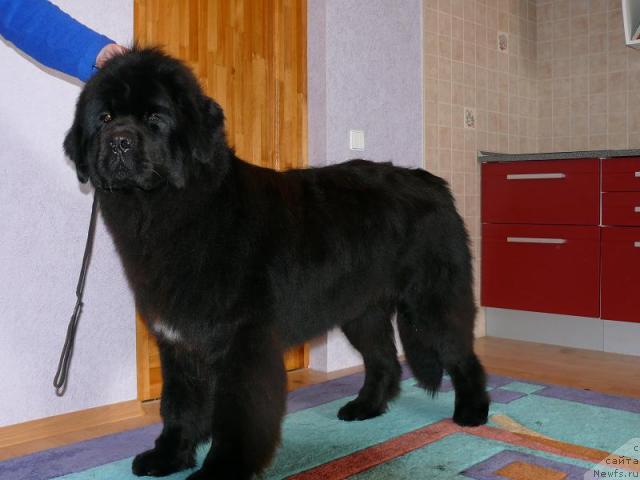 Фото: ньюфаундленд Потап Фидель