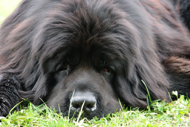 Фото: ньюфаундленд Танцор Диско