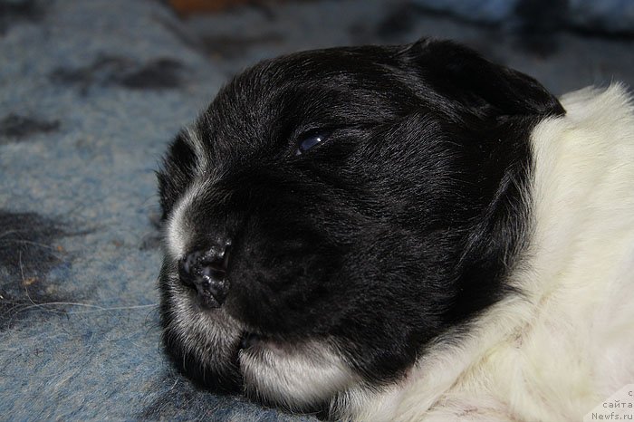 Фото: ньюфаундленд Супер Бизон Куба