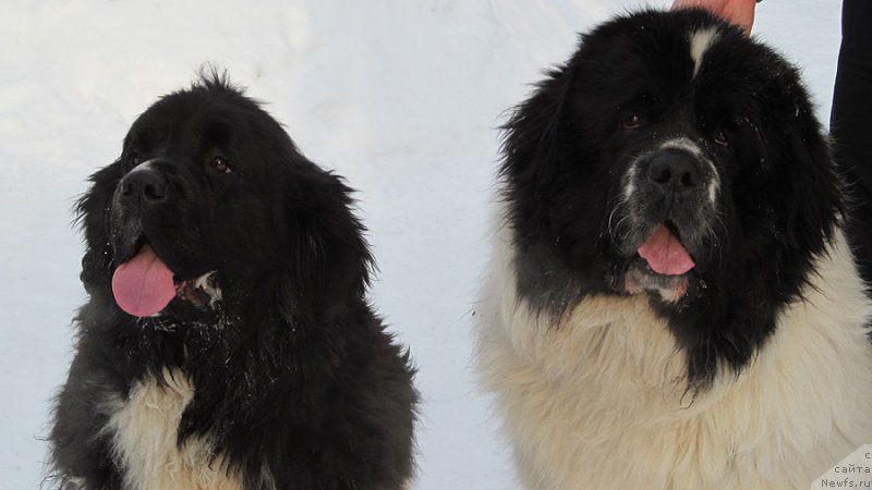 Фотография № 120493