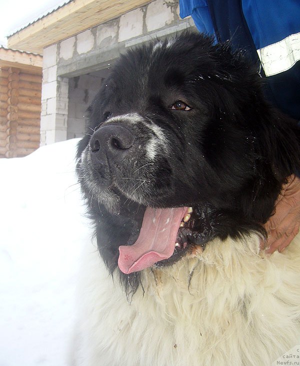 Фото: ньюфаундленд Сент Джонс Цикламен (Sent Djons Cyclamen)