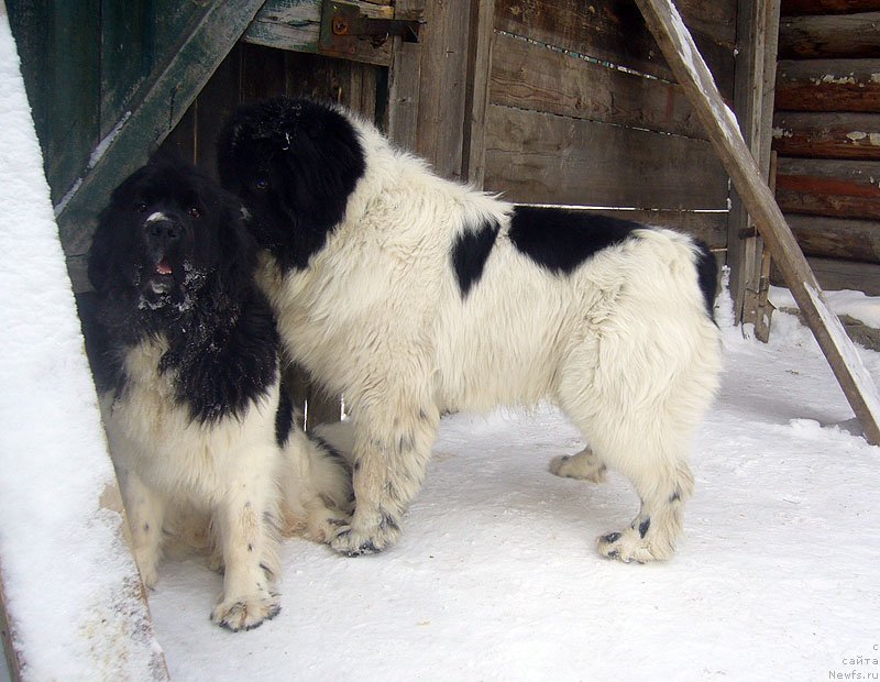 Фото: ньюфаундленд Супер Премиум Женева (Super Premium Zheneva), ньюфаундленд Сент Джонс Цикламен (Sent Djons Cyclamen)