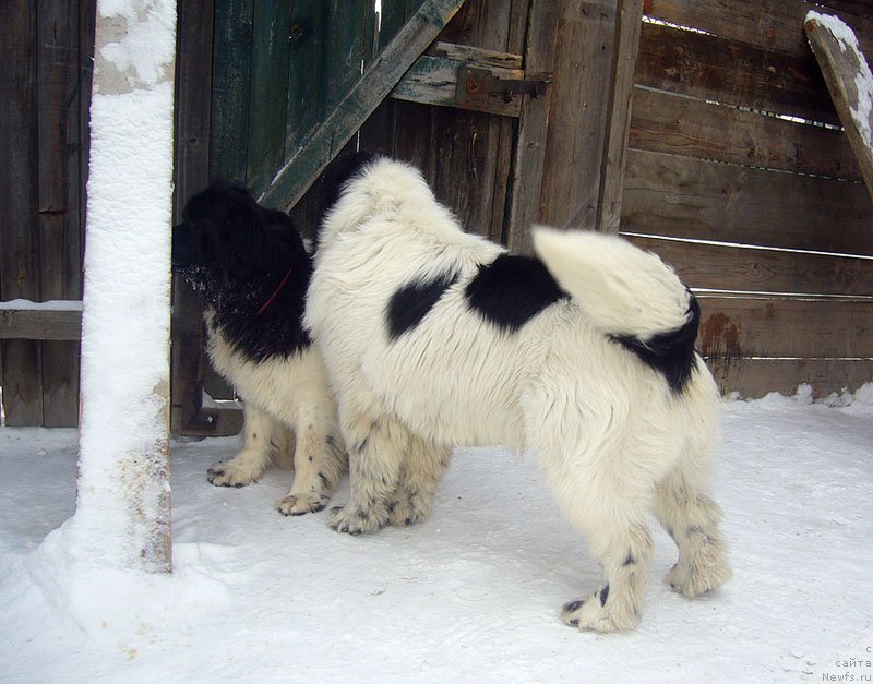 Фото: ньюфаундленд Супер Премиум Женева (Super Premium Zheneva), ньюфаундленд Сент Джонс Цикламен (Sent Djons Cyclamen)