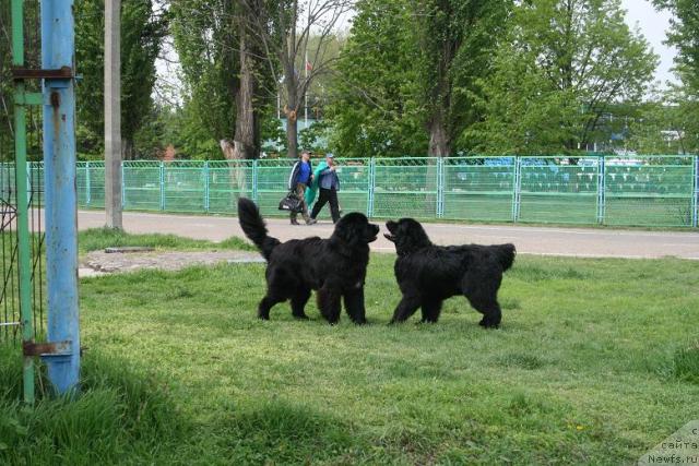 Фото: ньюфаундленд Потап Фидель, ньюфаундленд Князь Додон с Берега Дона (Knyaz Dodon s Berega Dona)