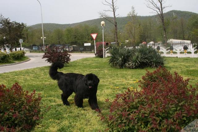 Фото: ньюфаундленд Потап Фидель