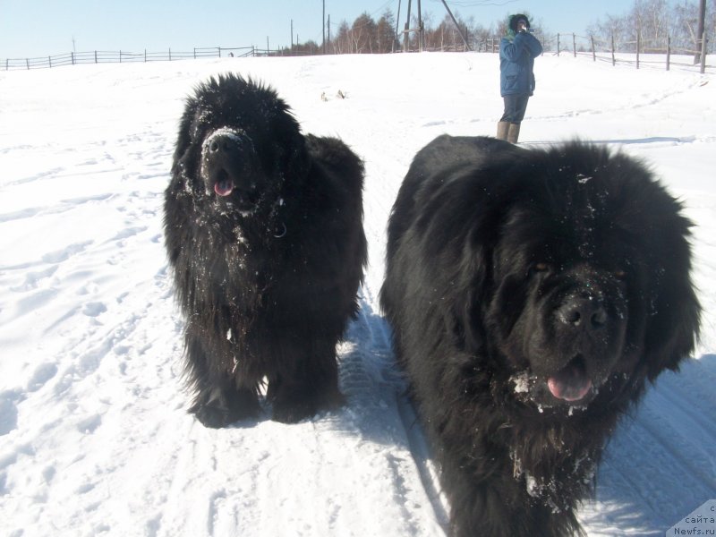 Фото: ньюфаундленд Карат из Медвежьего Яра (Karat iz Medvejyego Yara)