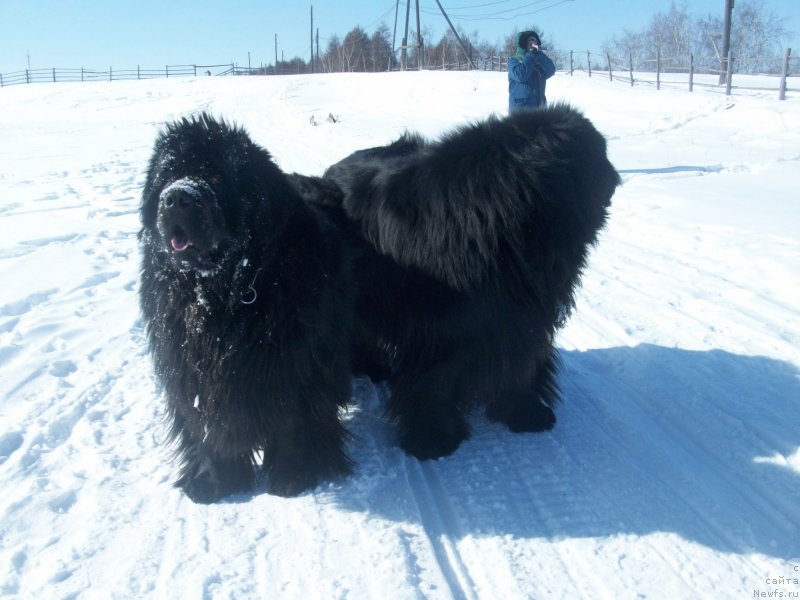 Фото: ньюфаундленд Ярада из Сибирской Глубинки (Yarada iz Sibirskoy Glubinki)