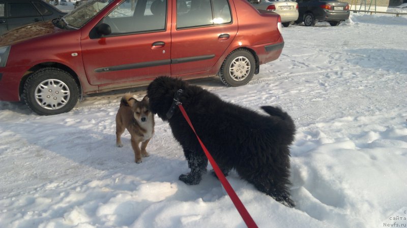Фото: ньюфаундленд Симба Де Лорес