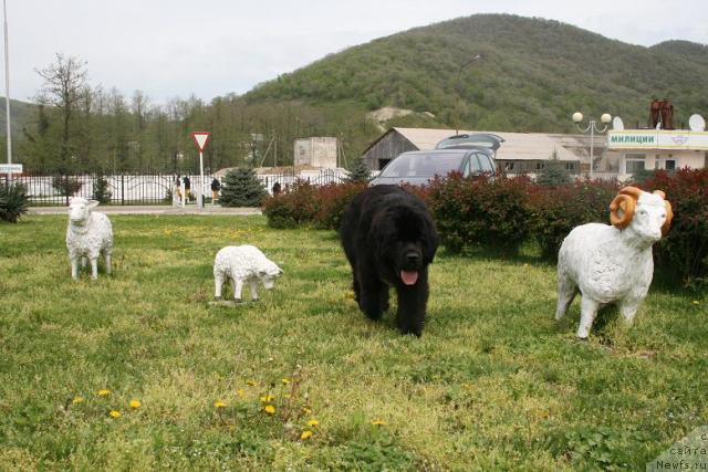 Фото: ньюфаундленд Потап Фидель