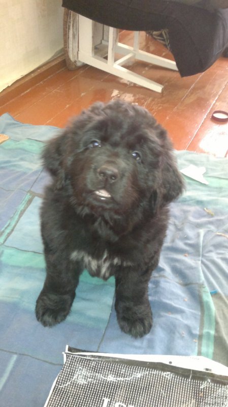 Фотография № 120550