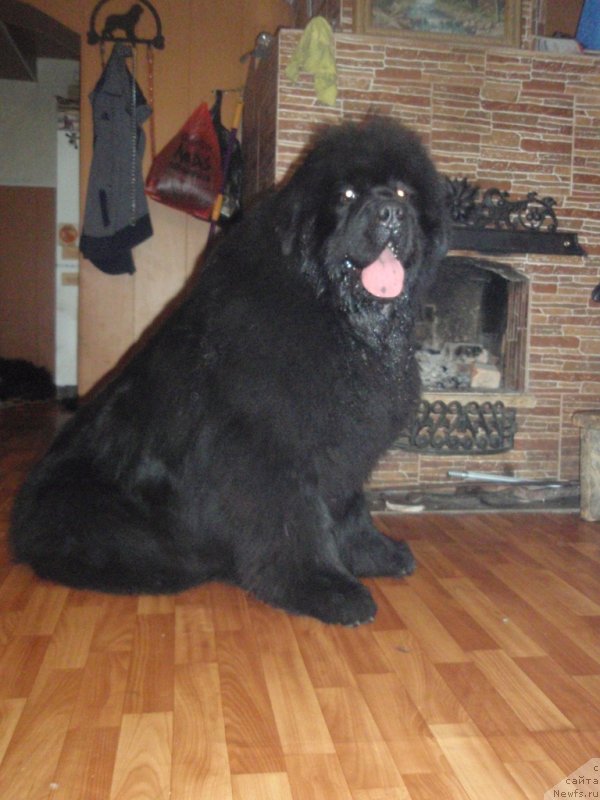 Фото: ньюфаундленд С'Нежная Вьюга Армандо Паруссо (S'Nezhnaya Vjuga Armando Parusso)