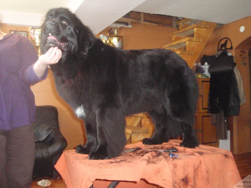 Фото: ньюфаундленд Блэк Диамонд Агидель от Потапа Увертюра