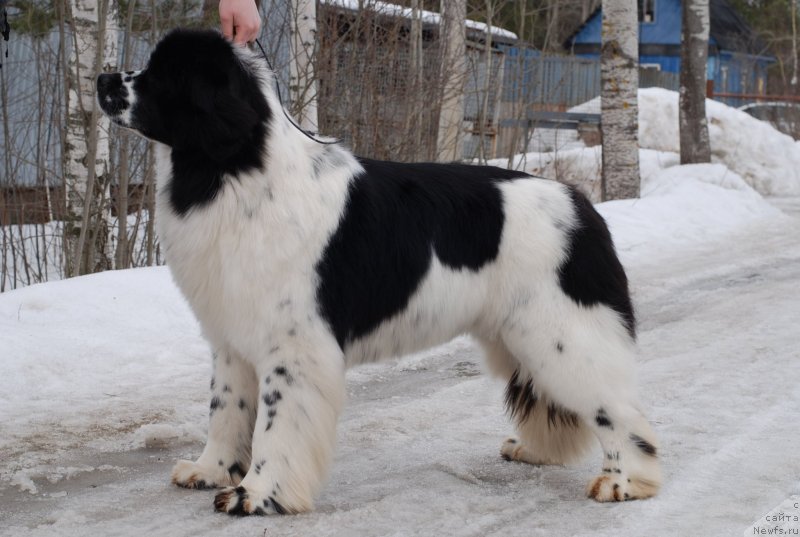 Фотография № 120563