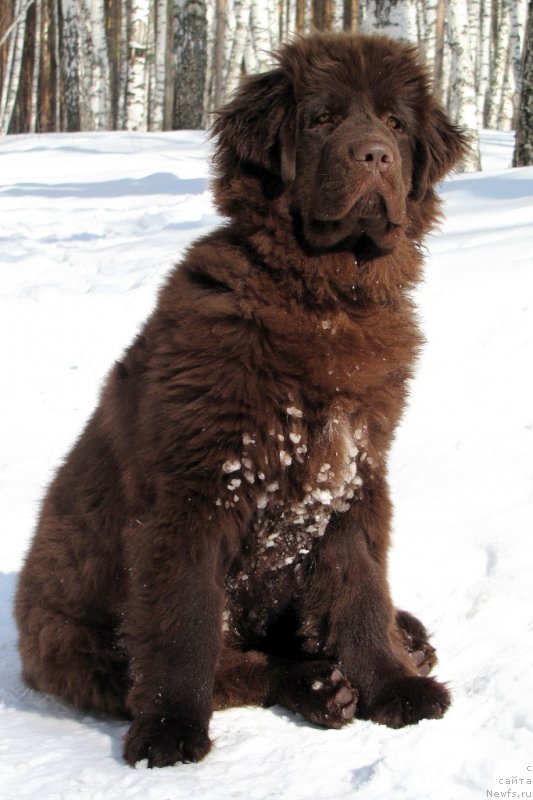 Фото: ньюфаундленд Ван Лен Тайм Чилеста