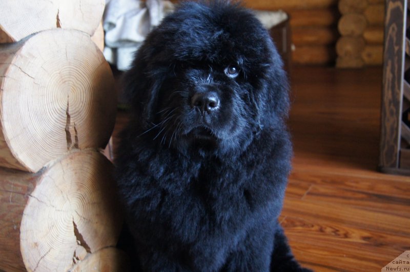 Фото: ньюфаундленд Deep Love I'm Sensation