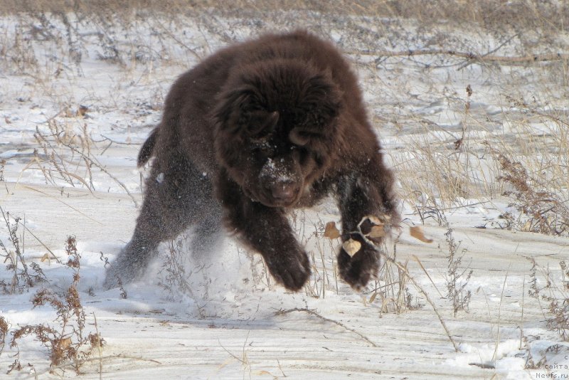Фото: ньюфаундленд Ван Лен Тайм Чилеста