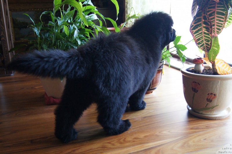 Фото: ньюфаундленд Deep Love I'm Sensation