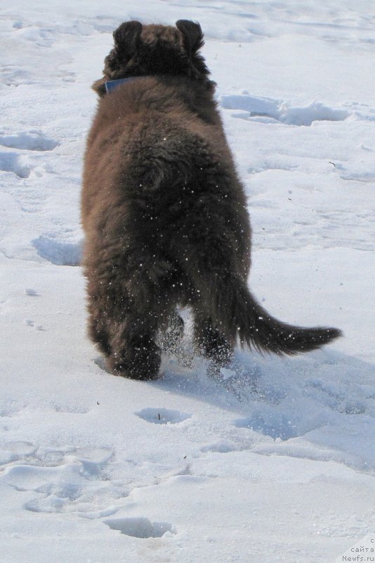 Фото: ньюфаундленд Ван Лен Тайм Чилеста