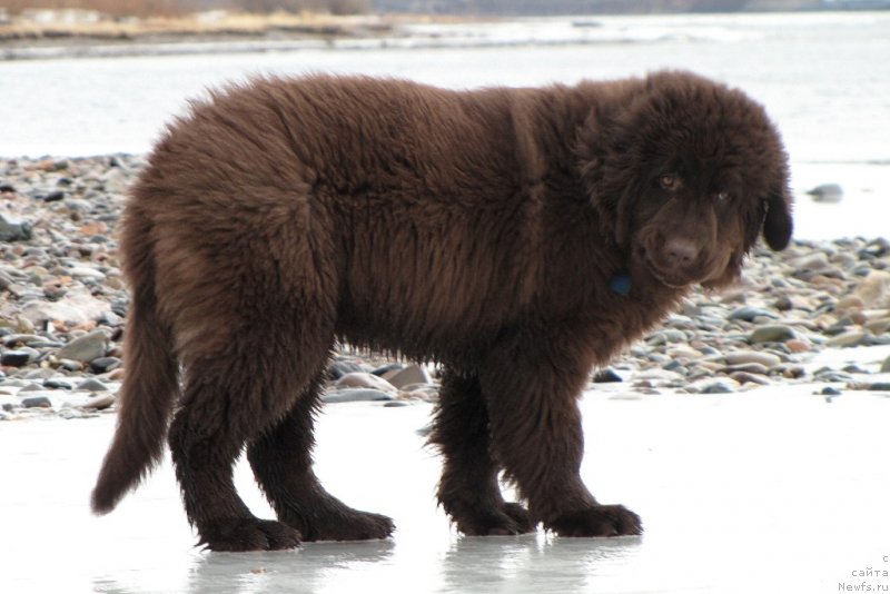 Фото: ньюфаундленд Ван Лен Тайм Чилеста