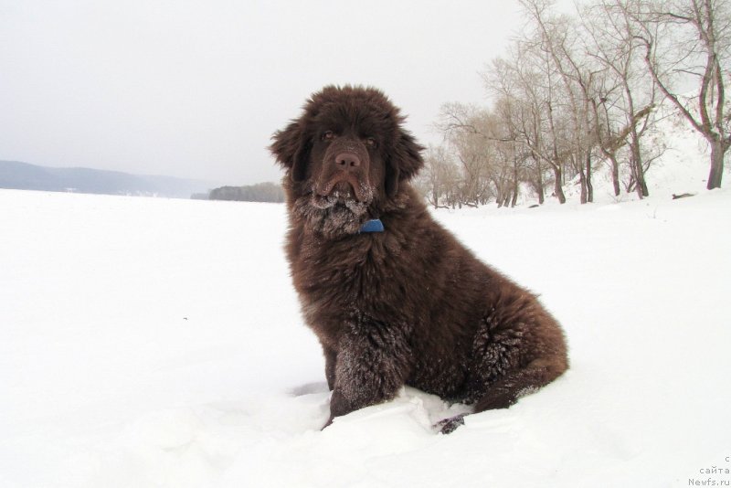 Фото: ньюфаундленд Ван Лен Тайм Чилеста