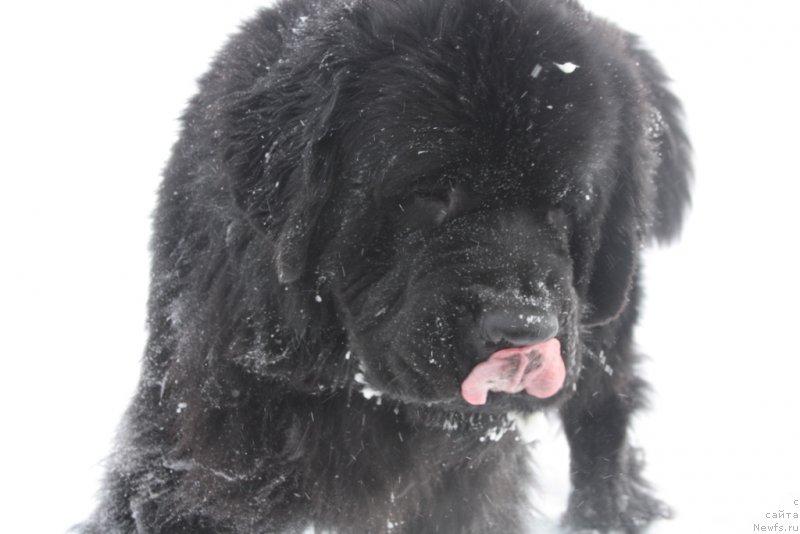 Фото: ньюфаундленд Бегущая по Волнам Зеро Коол