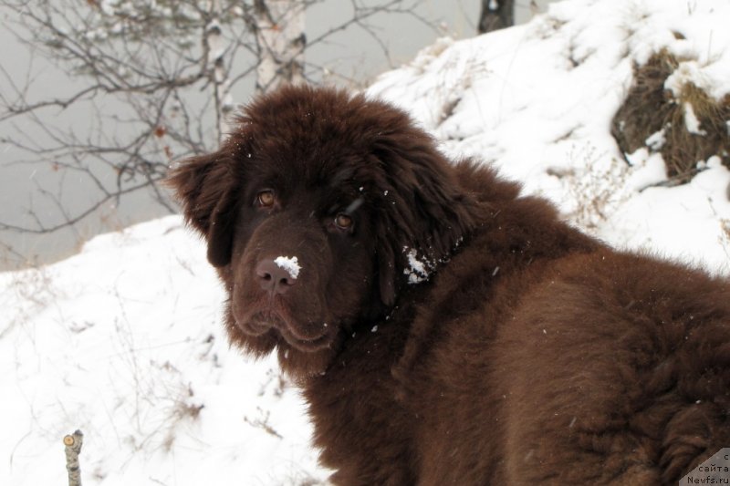 Фото: ньюфаундленд Ван Лен Тайм Чилеста