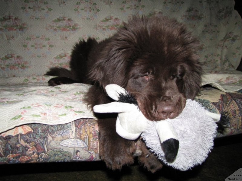 Фото: ньюфаундленд Ван Лен Тайм Чилеста