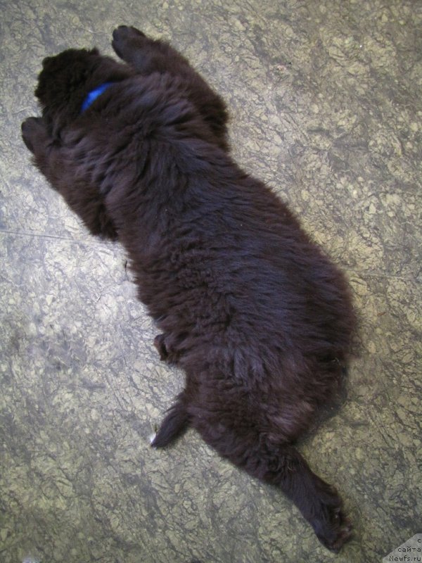 Фото: ньюфаундленд Ван Лен Тайм Чилеста