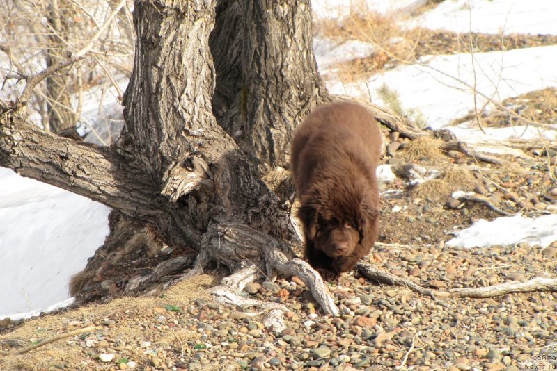 Фото: ньюфаундленд Ван Лен Тайм Чилеста
