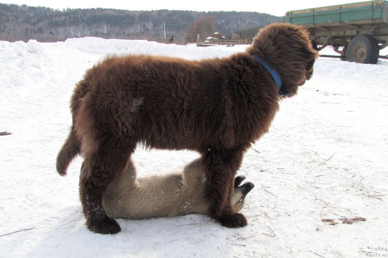 Фотография № 120584