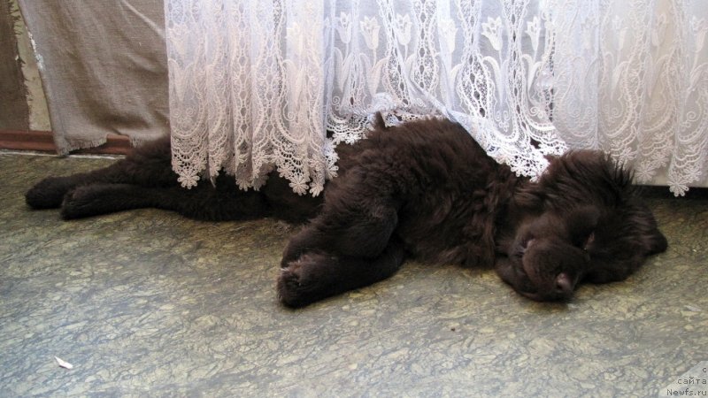 Фото: ньюфаундленд Ван Лен Тайм Чилеста