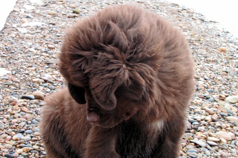 Фото: ньюфаундленд Ван Лен Тайм Чилеста