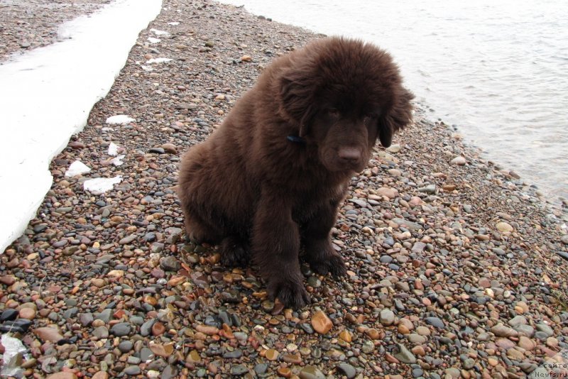 Фото: ньюфаундленд Ван Лен Тайм Чилеста