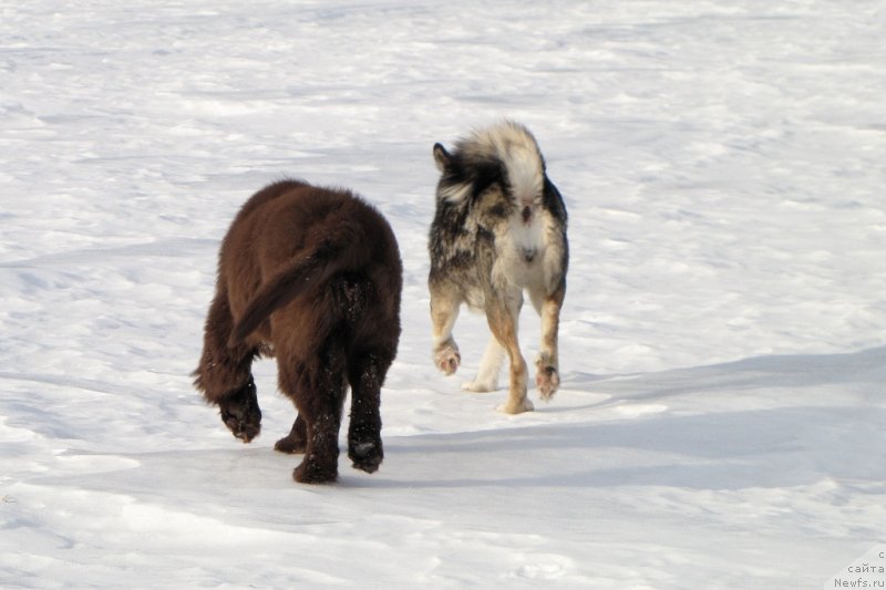 Фото: ньюфаундленд Ван Лен Тайм Чилеста