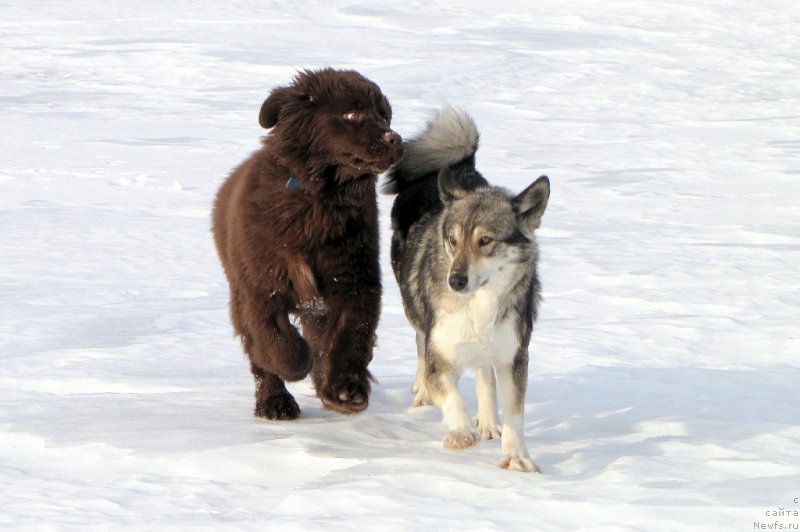 Фото: ньюфаундленд Ван Лен Тайм Чилеста