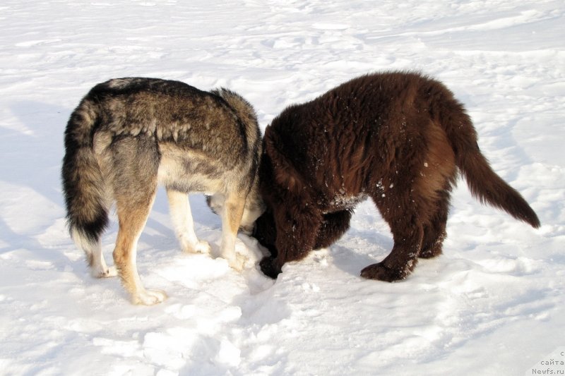 Фото: ньюфаундленд Ван Лен Тайм Чилеста
