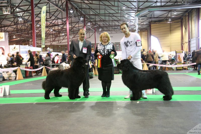 Фото: ньюфаундленд Звездный Дар Агасси (Zvezdnij Dar Agassi), ньюфаундленд Сент Джонс Хендсел фо Ми (Sent Djons Handsel for Me)