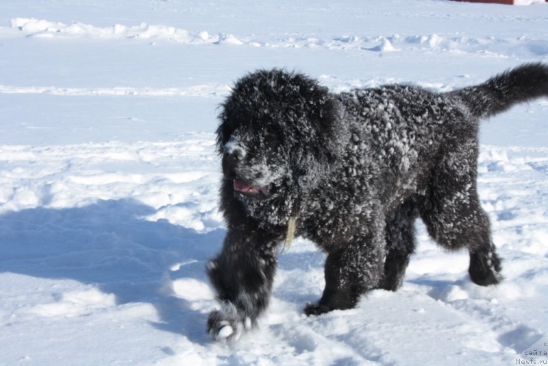 Фото: ньюфаундленд Яхонт Драгоценный