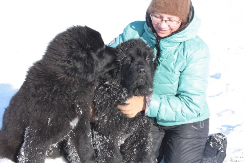 Фото: Елена Кузьмина, ньюфаундленд Юкка Фловер, ньюфаундленд Янтарная Мечта