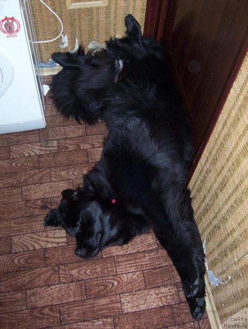 Фото: ньюфаундленд Ай Лав Рич (Ai Love Rich)