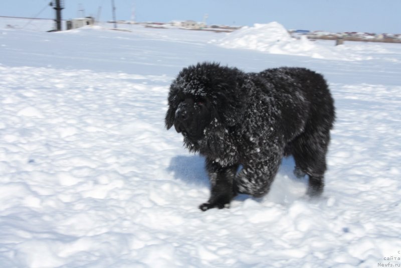 Фото: ньюфаундленд Явная Красота