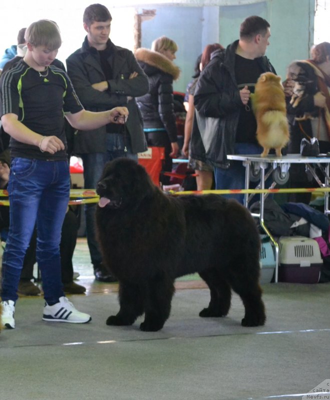 Фото: ньюфаундленд Уильям Наследник Трона