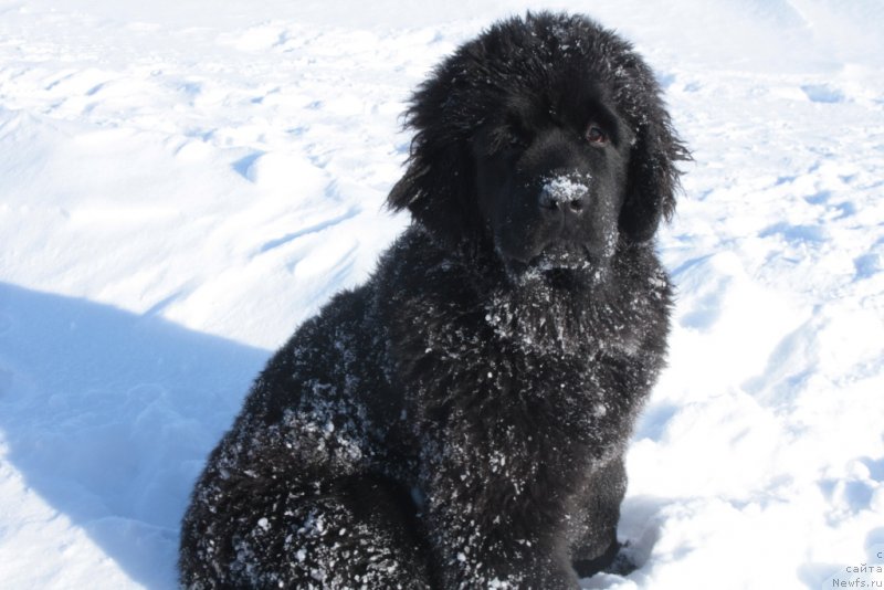 Фото: ньюфаундленд Янтарная Мечта