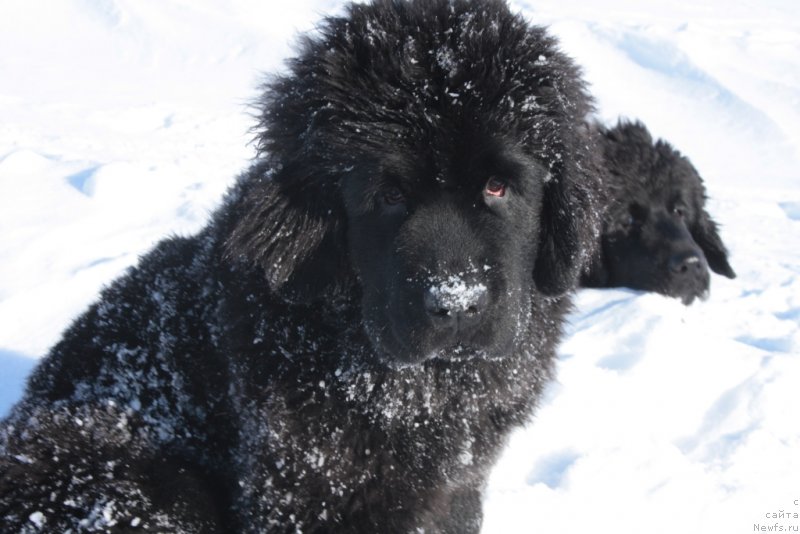 Фото: ньюфаундленд Янтарная Мечта