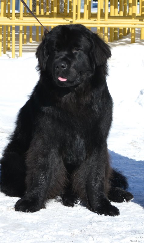 Фото: ньюфаундленд Северус Тобиас Снегг