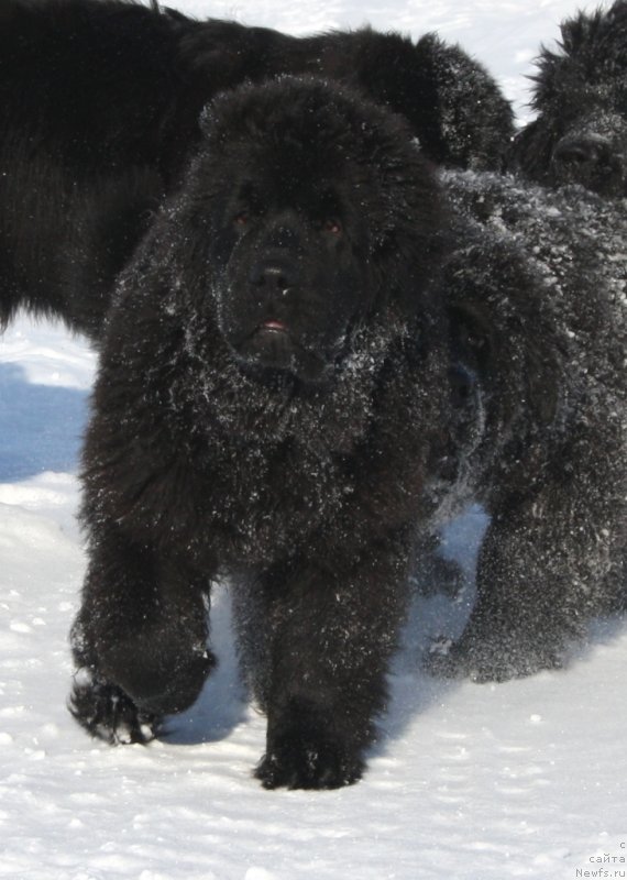 Фото: ньюфаундленд Янтарная Мечта