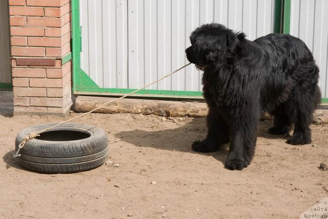 Фото: ньюфаундленд Юган с Тоянова Городка (Ygan s Toyanova Gorodka)